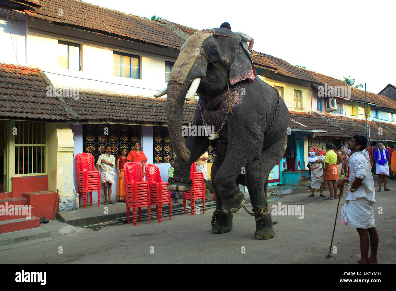 Elefant für Ratholsavam Chariot Festival; Palghat, Palakad, Palakkad, Kerala, Indien, Asien Stockfoto