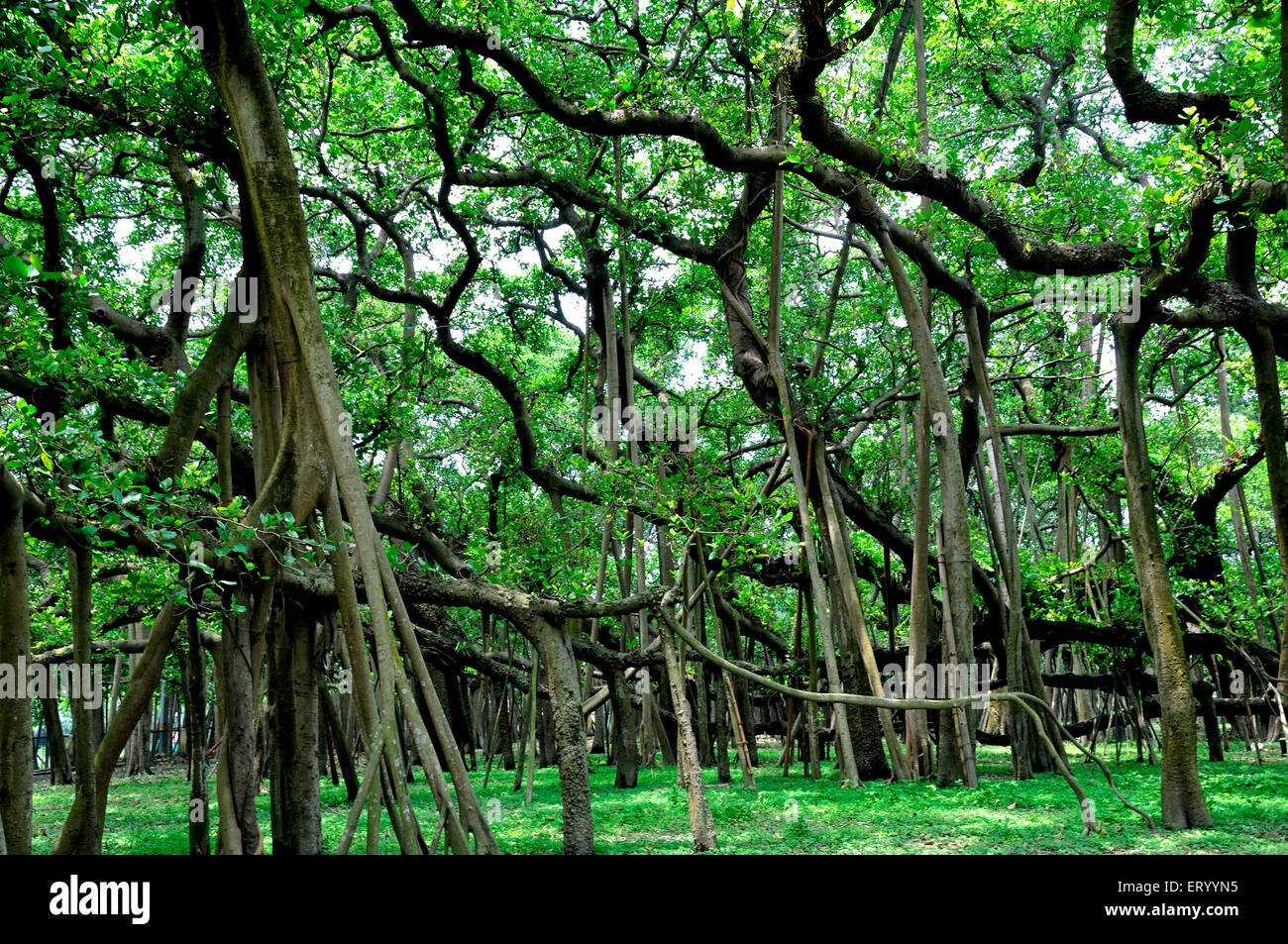 Älteste Banyan Baum Ficus Bengalensis im Botanischen Garten; Kalkutta