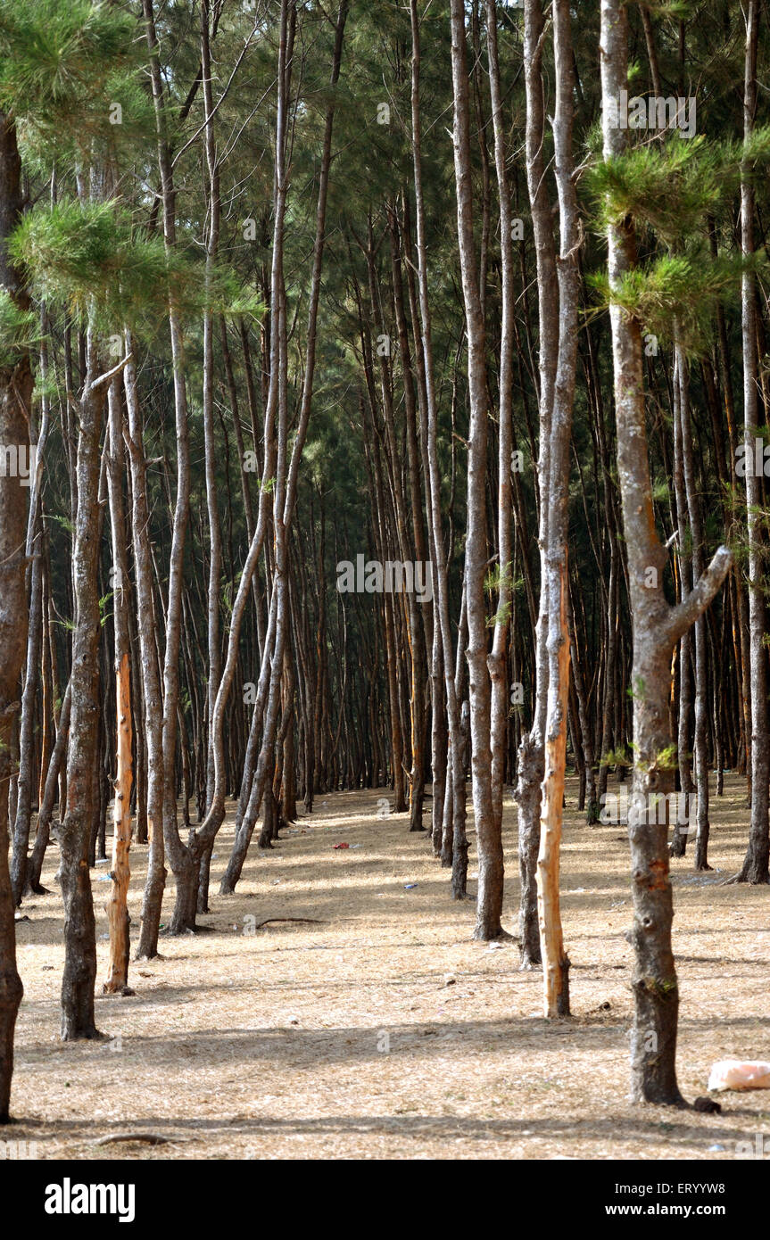 Casuarina Baumplantage , Digha Strand , Westbengalen , Indien , Asien Stockfoto
