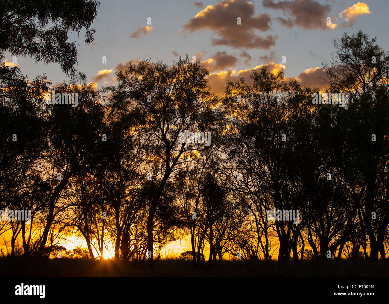 Sonnenuntergang von Bäumen gesäumten Bach im australischen Outback, in der Nähe von Longreach, Queensland. Stockfoto