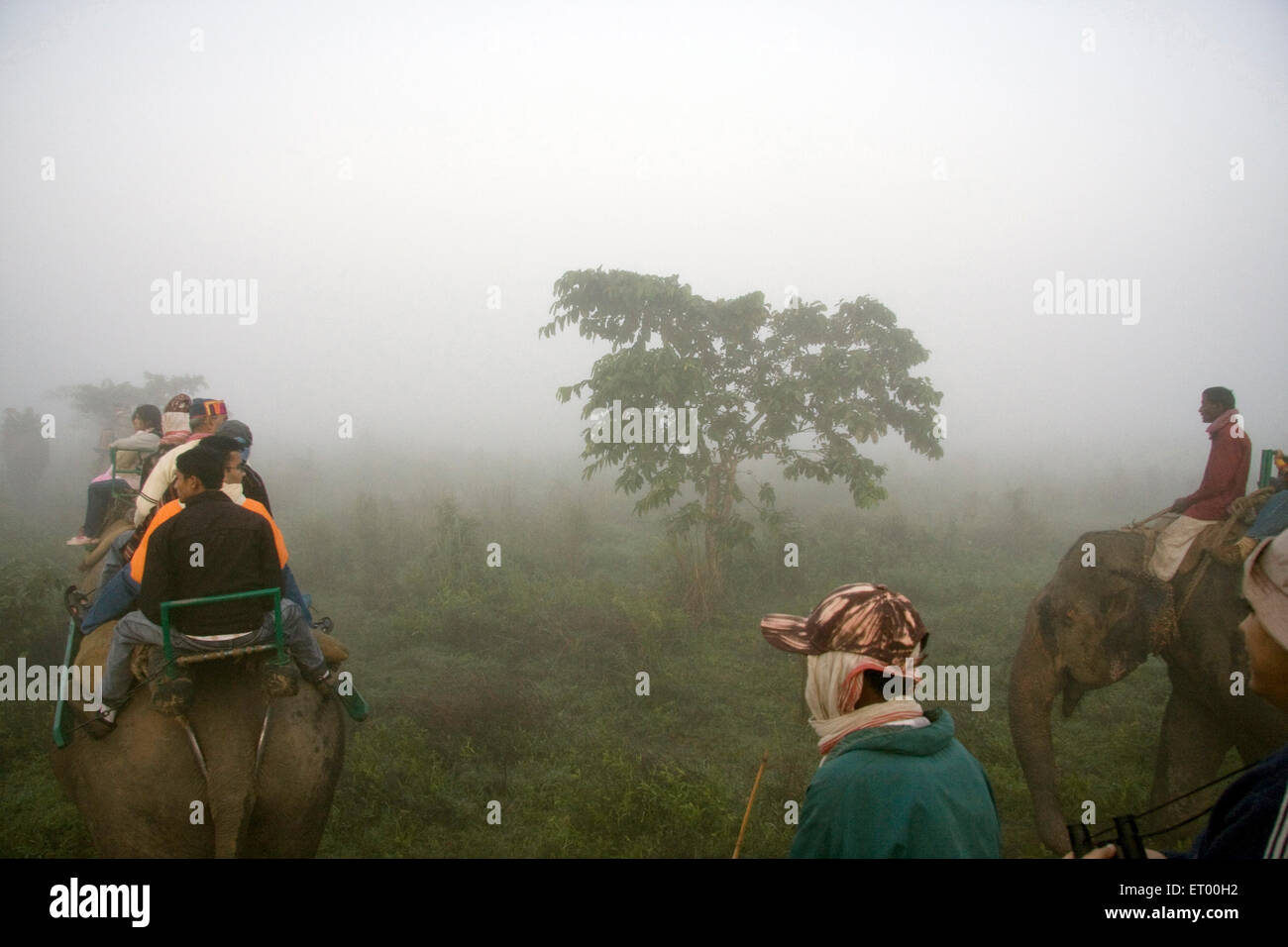 Elefantenritt im Morgennebel, Kaziranga Nationalpark, Kanchanjuri, assam, indien, asien Stockfoto