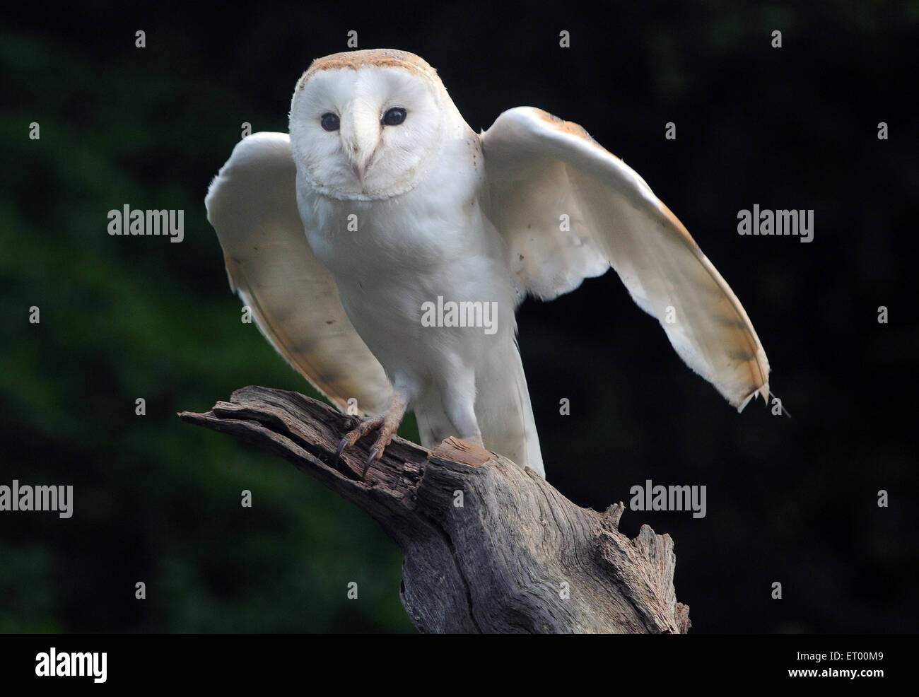 Mai 2015 Schleiereule, Tyto Aliba, spannt seine Flügel auf einem alten Baumstumpf im New Forest, Hampshire. PIC MIKE WALKER, MIKE W Stockfoto