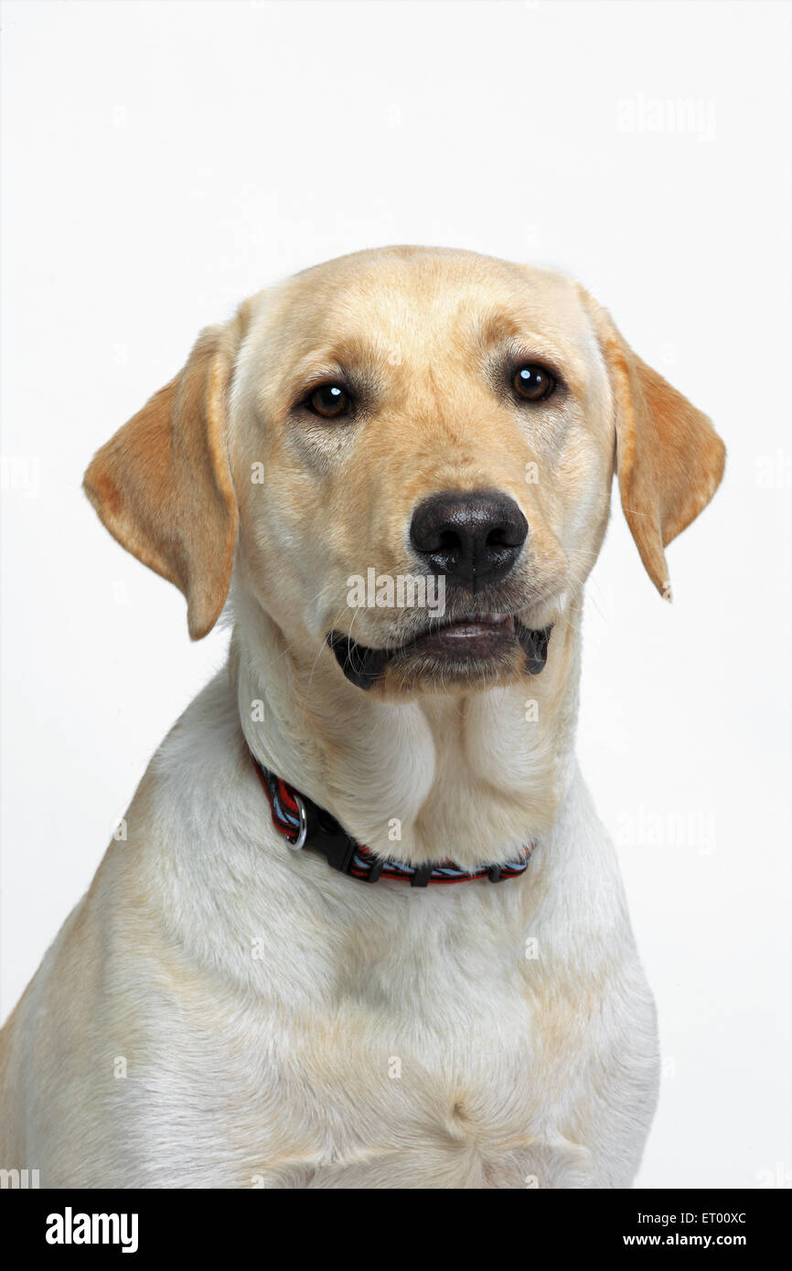 Labrador Retriever gelb männlich; Sprachlos; Indien Stockfoto