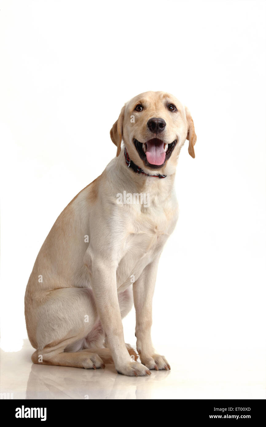 Labrador Retriever gelb männlich; Gläubigen; Indien Stockfoto