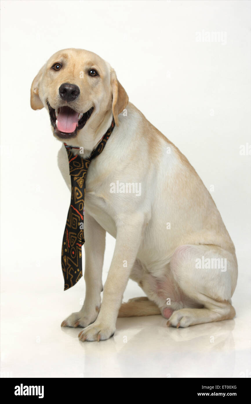 Labrador Retriever gelb männlich; gefesselt; Abschluss; Indien Stockfoto