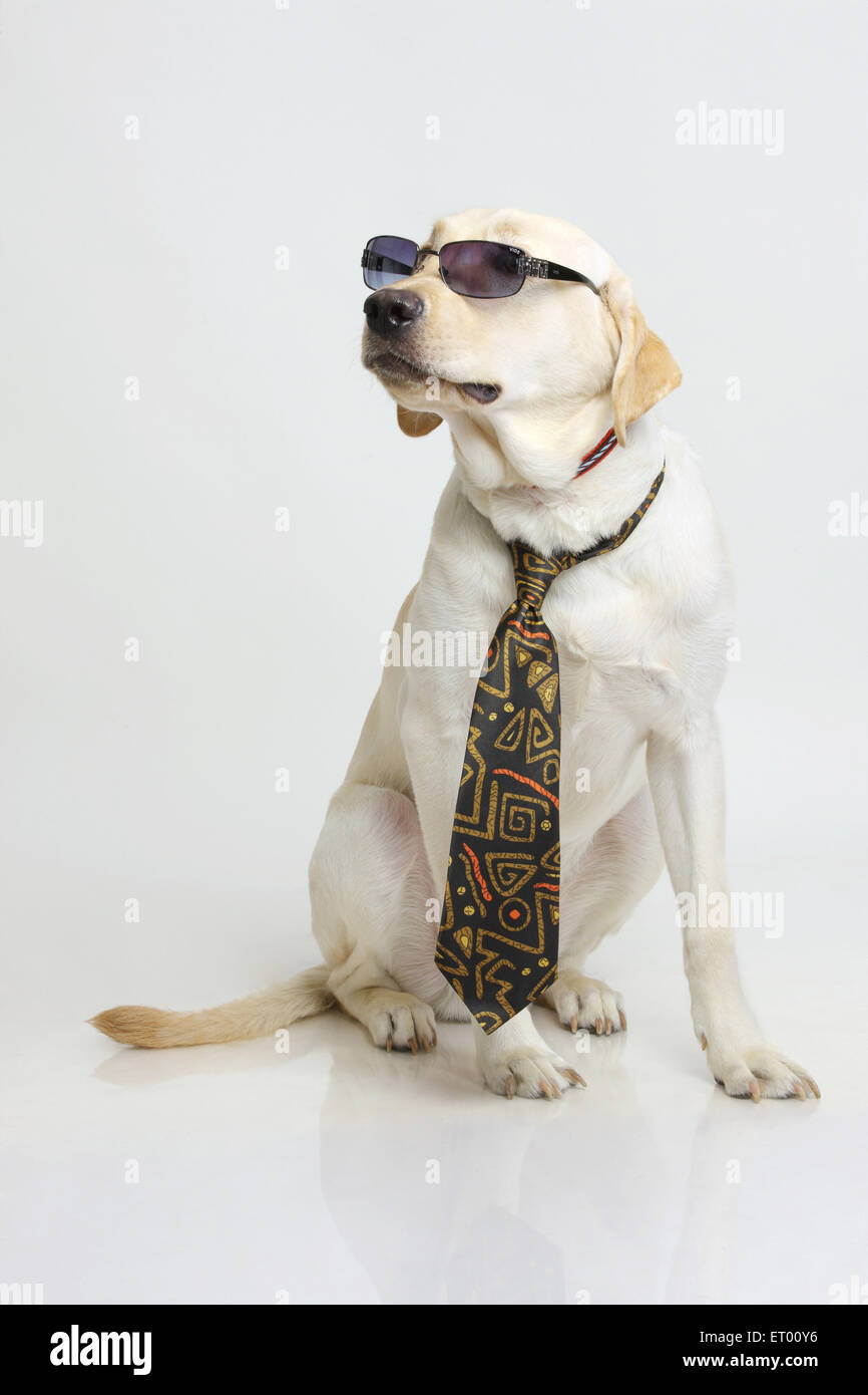 Labrador Retriever gelb männlich; Verwirrung; verwirrt; Indien Stockfoto