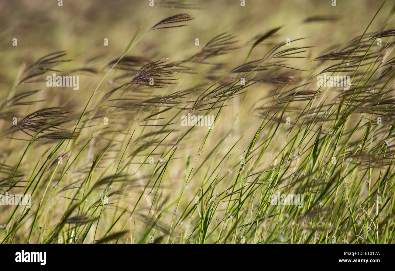 Abstrakte Schuss native Gras weht des Windes, in der Nähe von Longreach, Queensland, Australien Stockfoto
