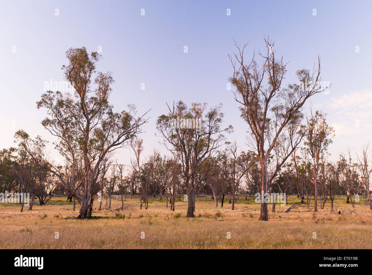 Offenen grasigen Wäldern im Wyperfeld National Park, Victoria, Australien Stockfoto