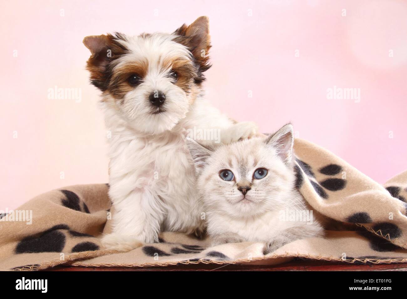 Biewer Terrier Welpen und Britisch Kurzhaar Kitten Stockfoto