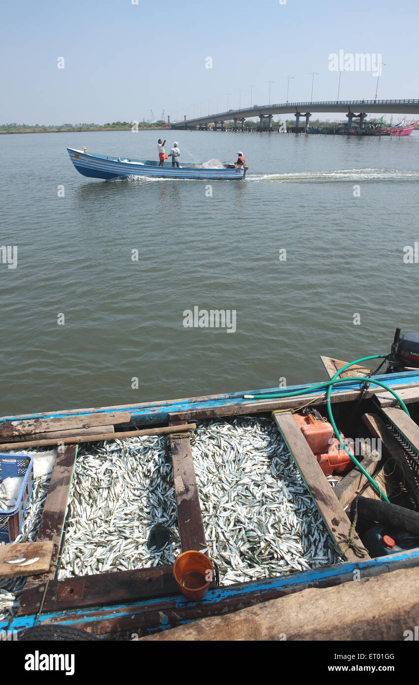 Angelboot/Fischerboot voller Fische; Yipin Insel; Kerala; Indien Stockfoto