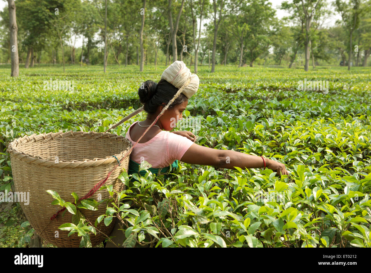 Frau zupfen fährt vom Teegarten; Assam; Indien NOMR Stockfoto
