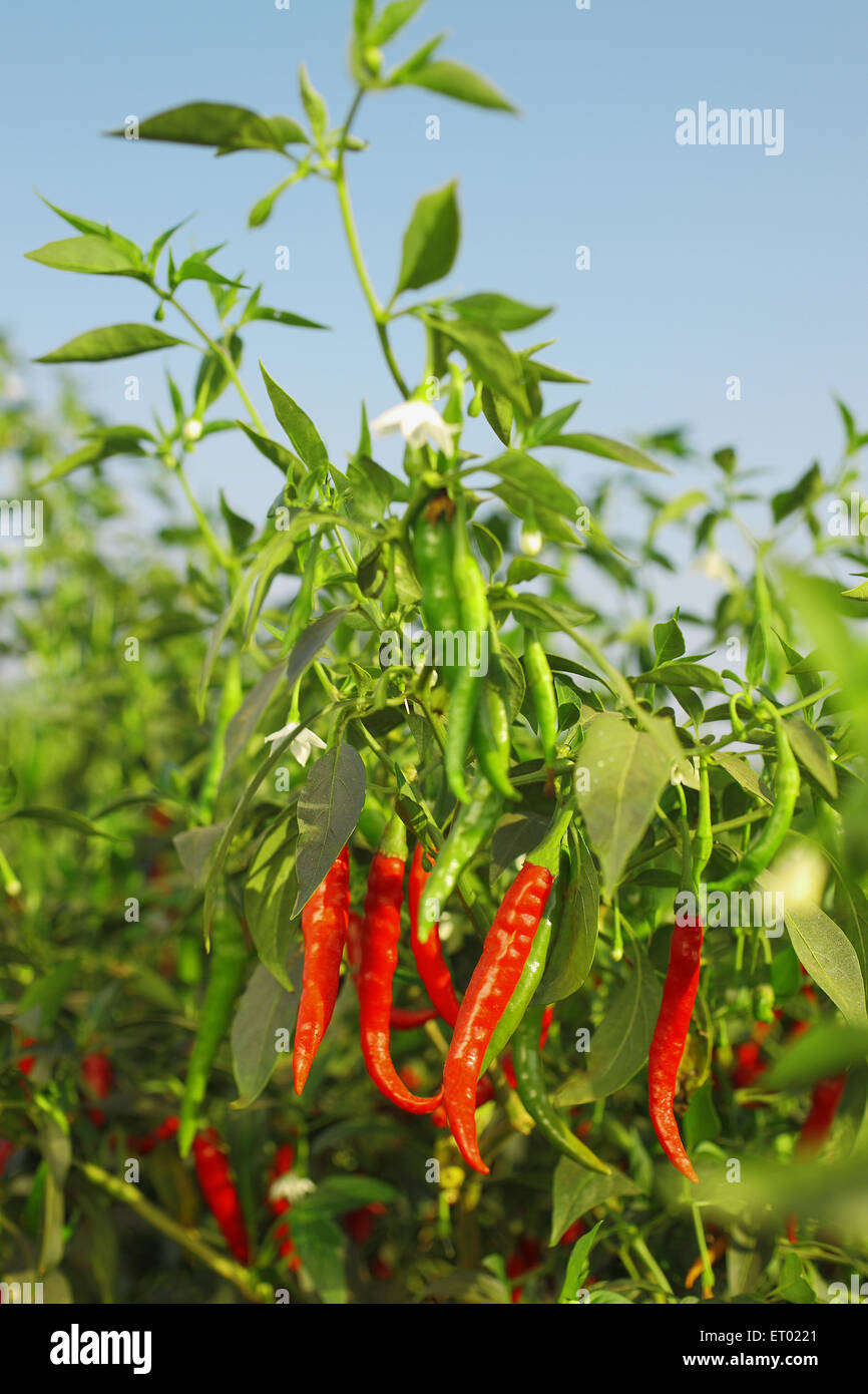 Rote Chilli Pflanze, Andhra Pradesh, Indien, Asien Stockfoto