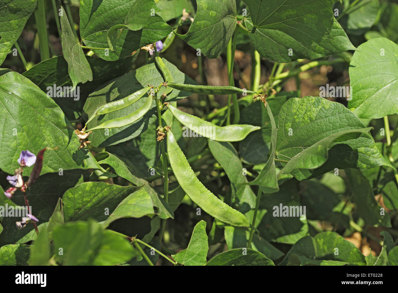 Grünes Bohnenpflanzenfeld Stockfoto