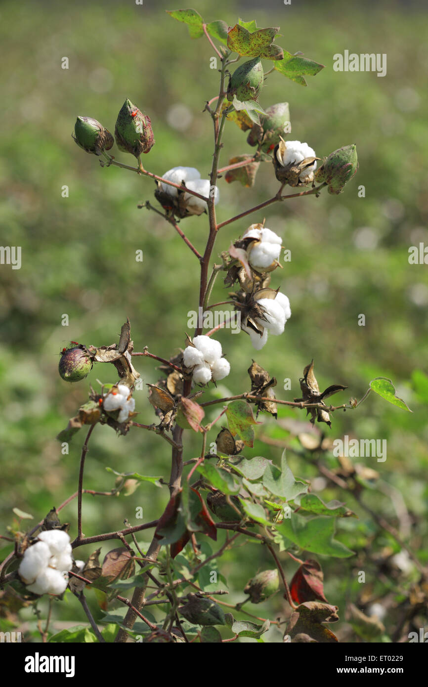 Baumwollfaser boll Pflanze Feld infiziert, Maharashtra, Indien, Asien Stockfoto