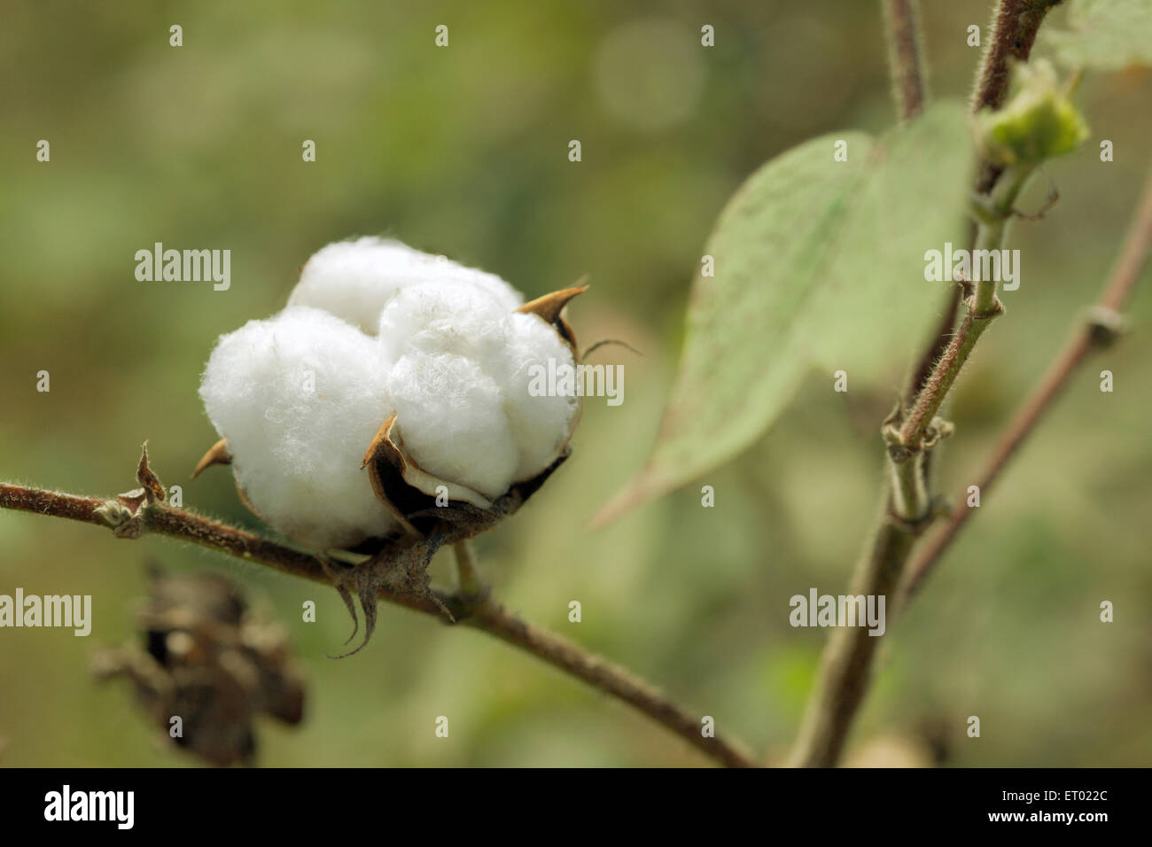 Baumwollfaser boll Pflanzenfeld, Maharashtra, Indien, Asien Stockfoto