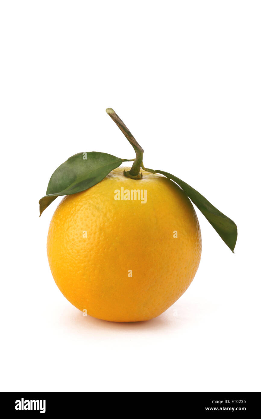 Orange Frucht auf weißem Hintergrund Stockfoto