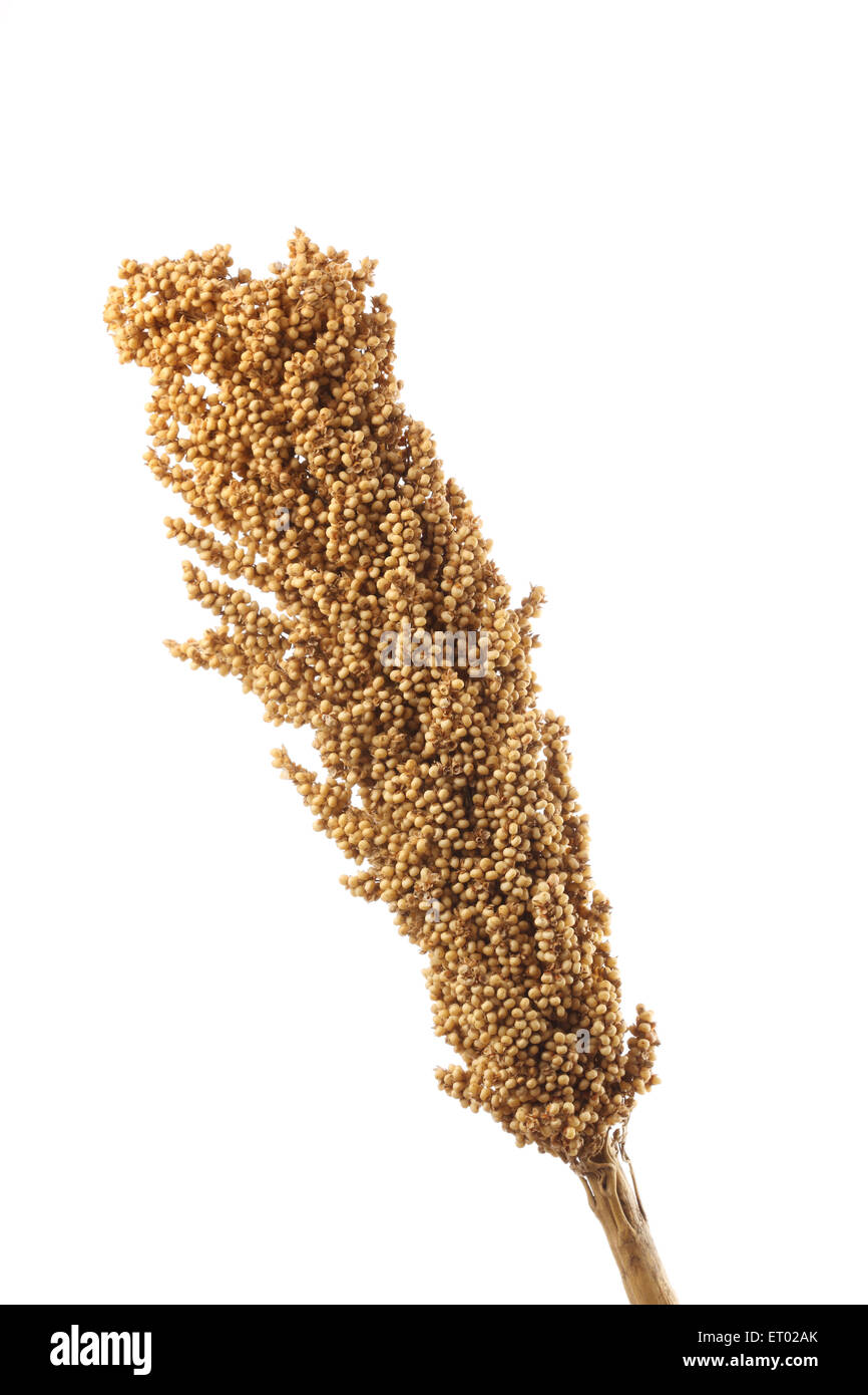 Sorghum, Jowar, Jawar, Nahrung Kornstiel Pflanze, weißer Hintergrund, Maharashtra, Indien, Asien Stockfoto