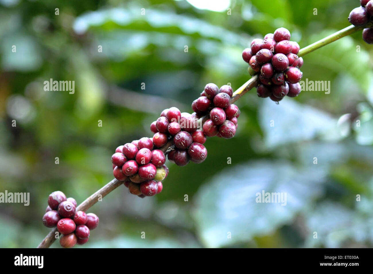 Kaffeebeeren, Kaffeekirschen, Kaffeeplantage, Coorg, Madikeri, Bergstation, Kodagu-Bezirk, Western Ghats, Karnataka, Indien, Asien Stockfoto
