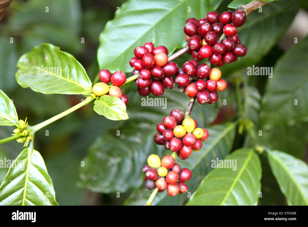 Coffee Berry, Madikeri, Coorg, Karnataka, Indien Stockfoto