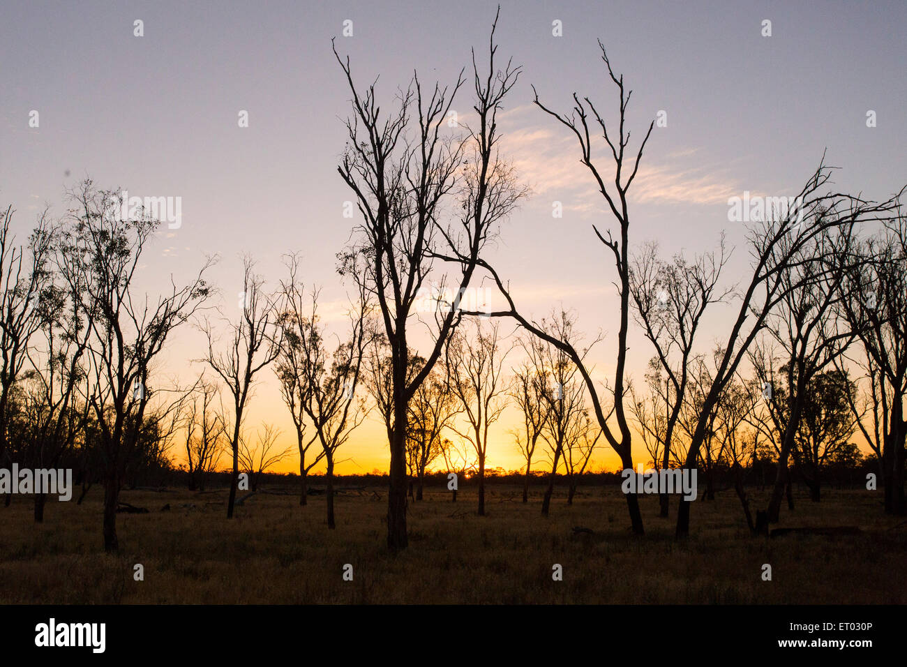 Sonnenuntergang in eine offenen grasigen Wäldern, Wyperfeld Nationalpark, Victoria, Australien Stockfoto