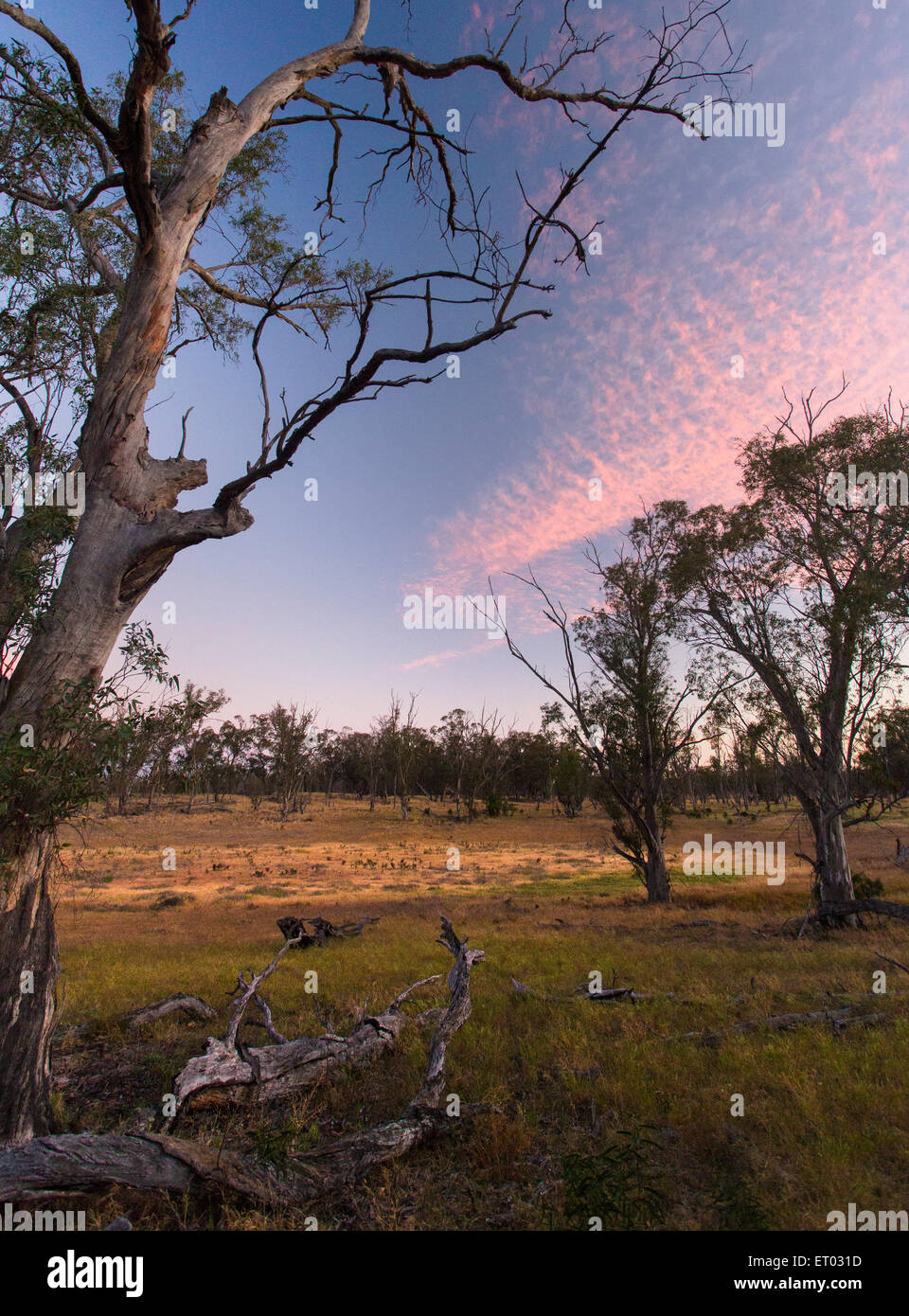 Sonnenuntergang in eine offenen grasigen Wäldern, Wyperfeld Nationalpark, Victoria, Australien Stockfoto