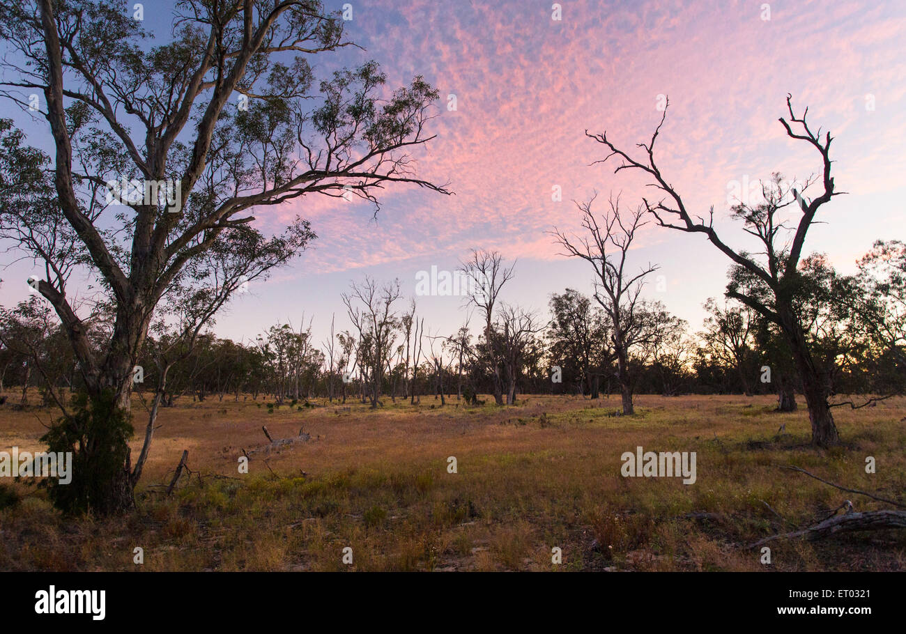 Sonnenuntergang in eine offenen grasigen Wäldern, Wyperfeld Nationalpark, Victoria, Australien Stockfoto