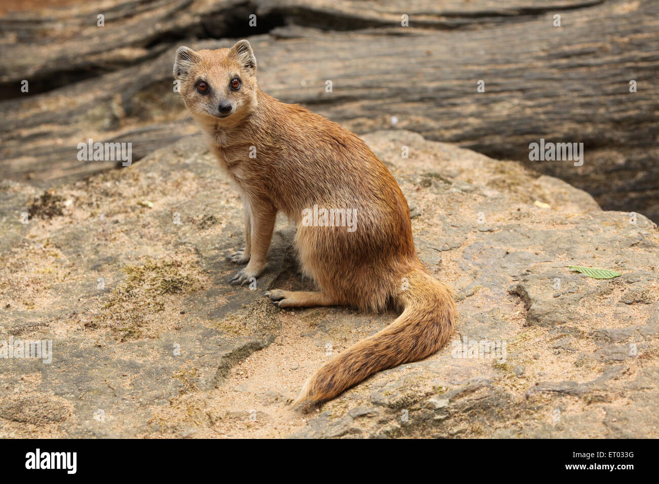 Gelbe Mungo (Cynictis Penicillata), auch bekannt als die roten Erdmännchen im Zoo Prag. Stockfoto