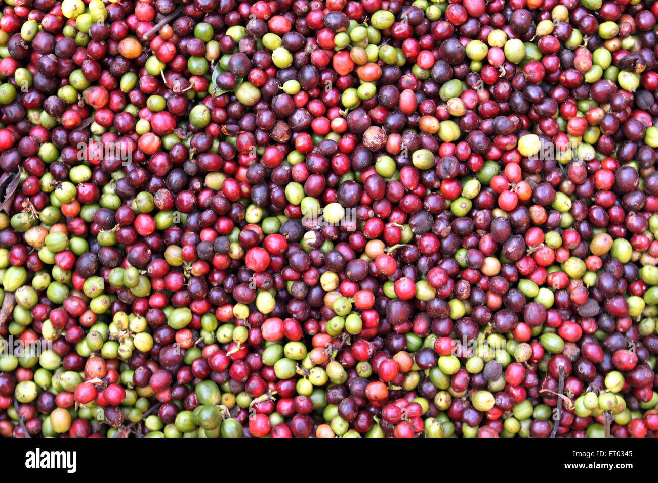 Kaffee Beeren Trocknen, Kaffee Kirschen Trocknen, Coorg, Madikeri, Bergstation, Kodagu Bezirk, Western Ghats, Karnataka, Indien, Asien Stockfoto