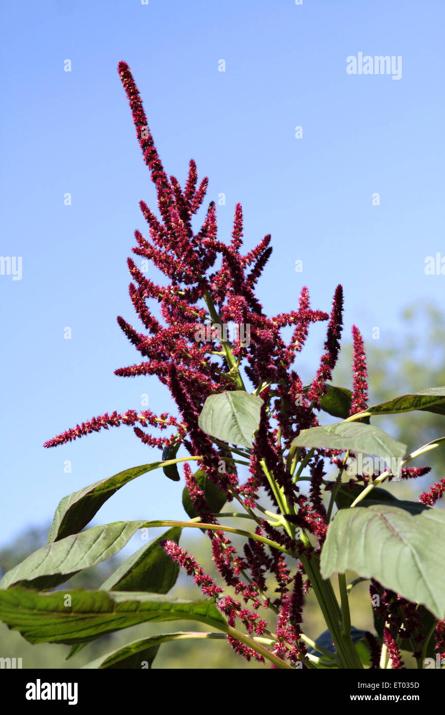 Amaranth pflanzen Fotos und Bildmaterial in hoher Auflösung Alamy