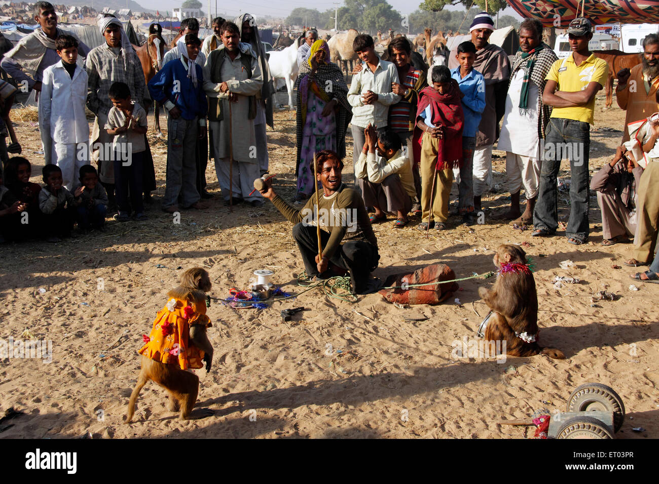 Madari Affe Show in Pushkar Mela zu tun; Rajasthan; Indien Stockfoto