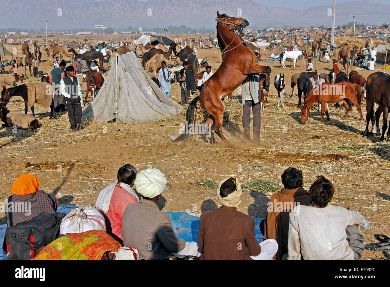 Pferd zu überprüfen; Pushkar Mela; Rajasthan; Indien Stockfoto