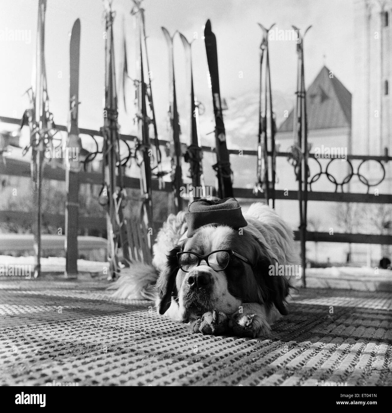 Olympischen Winterspiele 1956, Cortina d ' Ampezzo, Italien, Funktion, 28. Januar 1956. Str. Bernards Dog eingeschlafen, Brillen-und einen Hut. Stockfoto