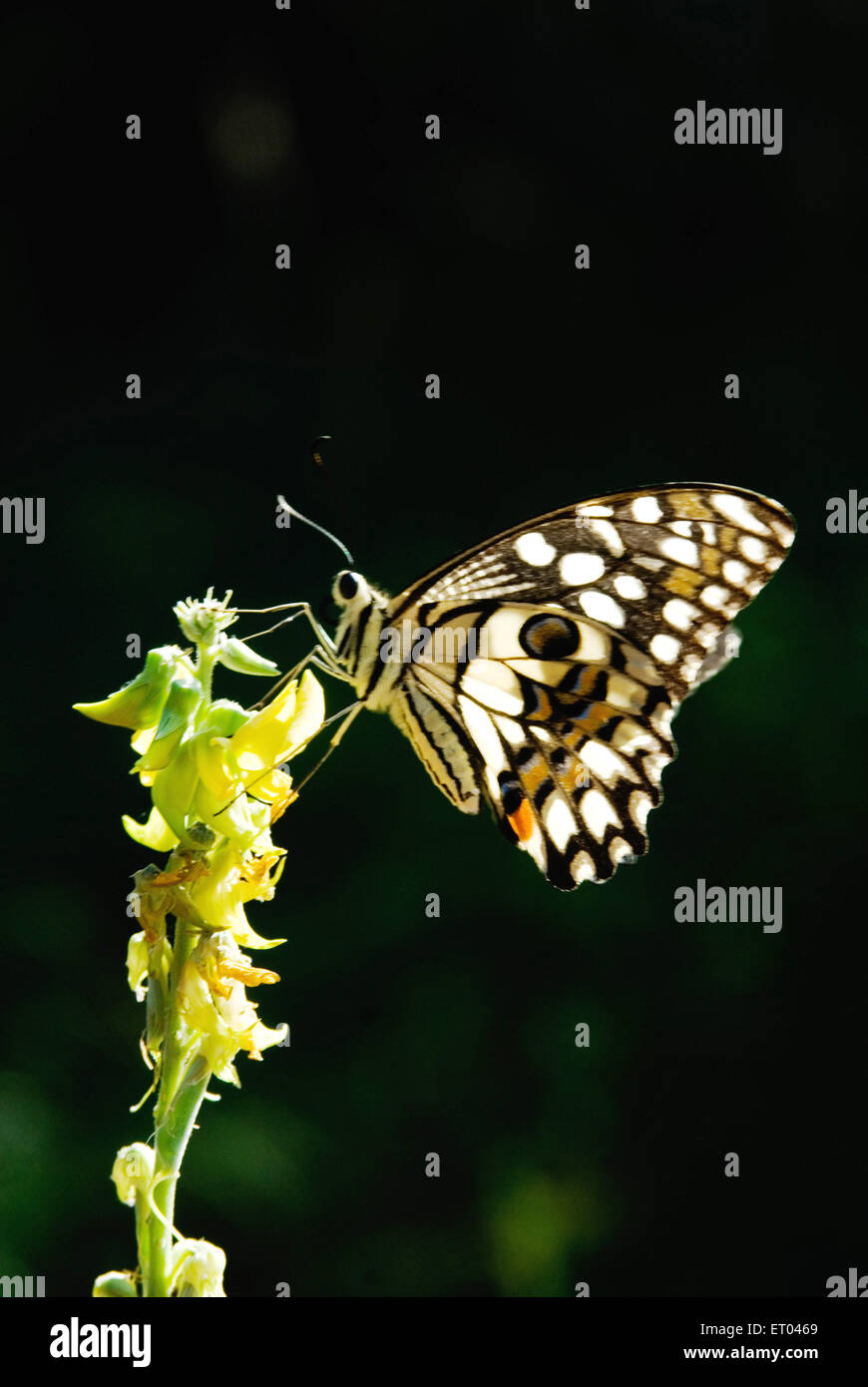 Limettenschmetterling, Zitronenschmetterling, Limettenschwalbenschwanz, karierter Schwalbenschwanz, Lalbagh Botanical Garden, Bangalore, Bengaluru, Karnataka, Indien, Asien Stockfoto