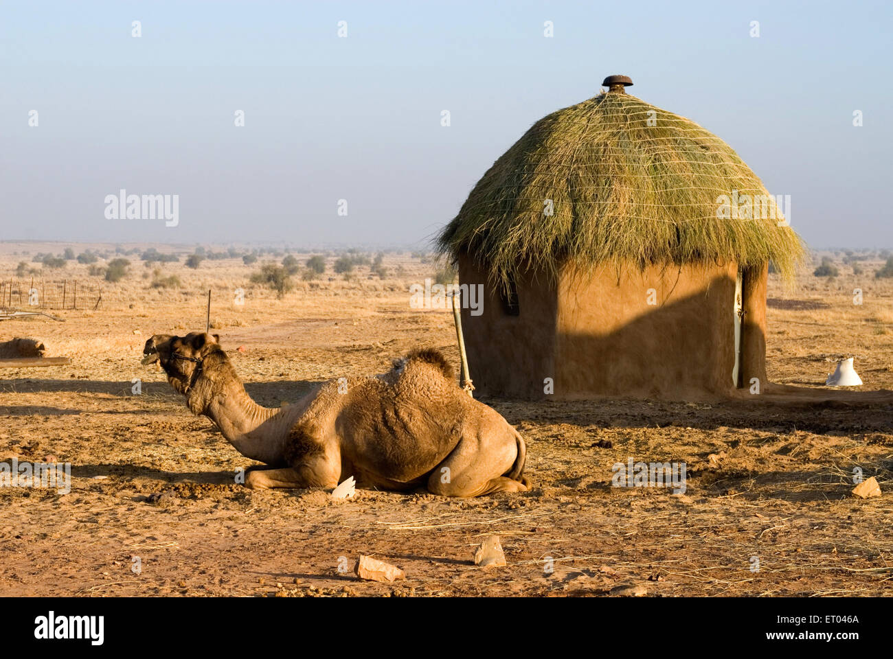 Kamele bei der Hütte; Rajasthan; Indien Stockfoto