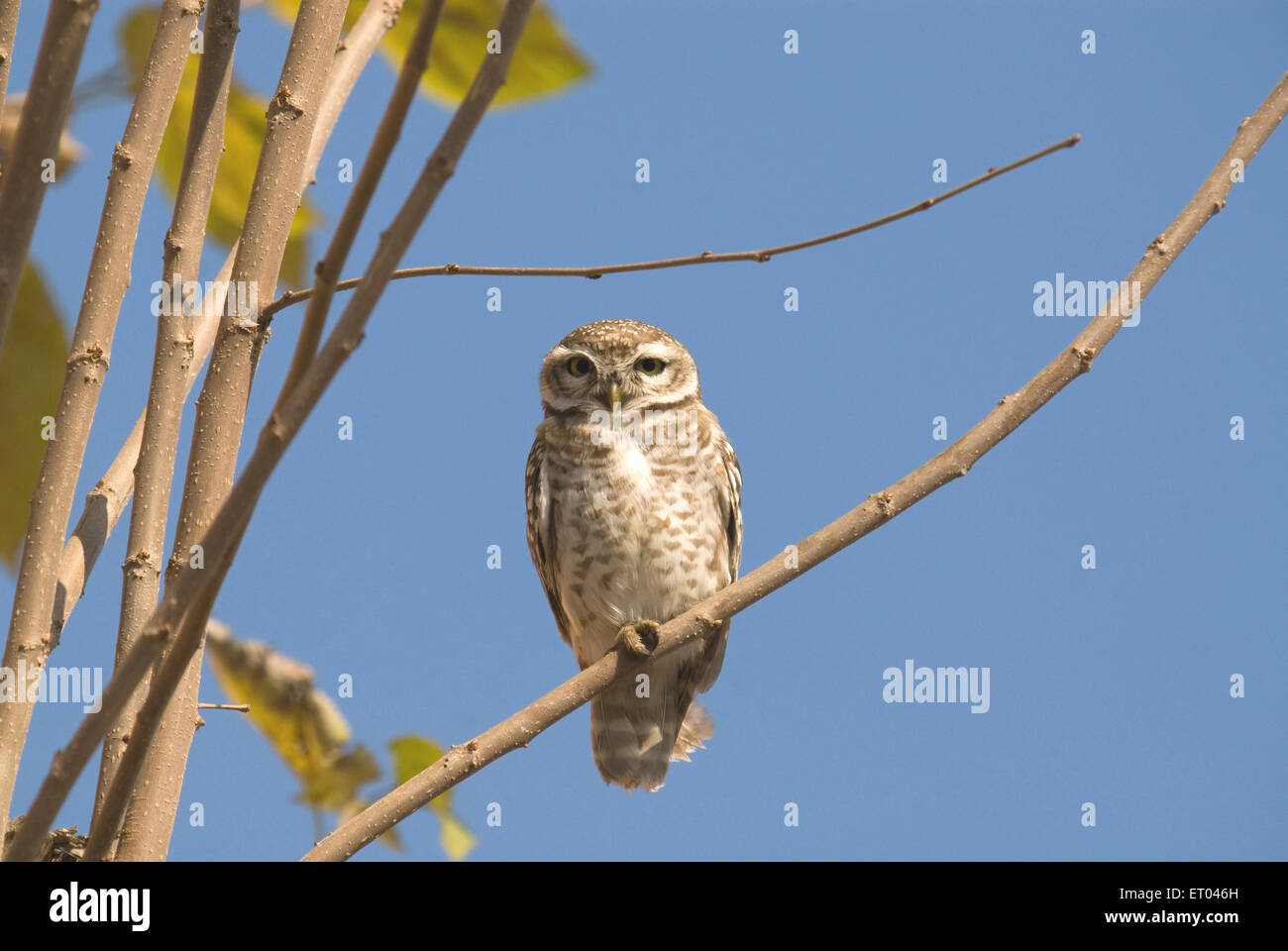 Gefleckte Owlet Athene Brama; Ranthambore Nationalpark; Rajasthan; Indien Stockfoto