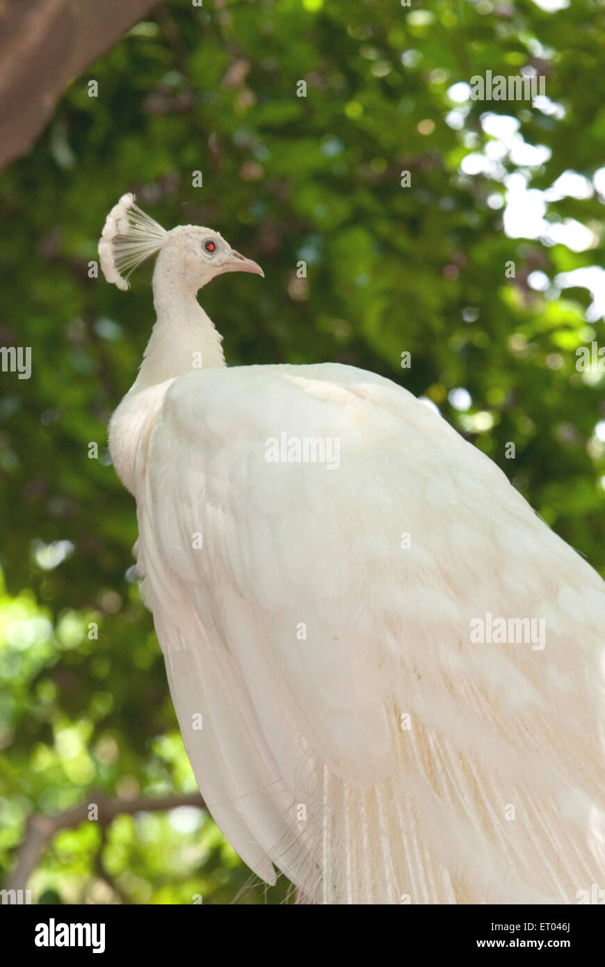 Weißer Pfau; Karanji Vogelvoliere; Karanji See; Mysore; Karnataka; Indien, asien Stockfoto