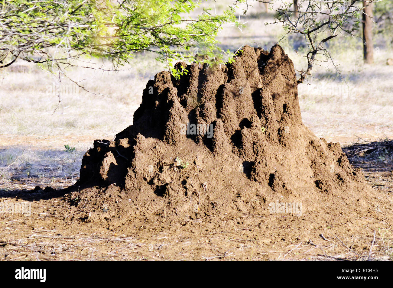 Ameisenhaufen im Gir Forest in Gujarat in Indien Stockfoto