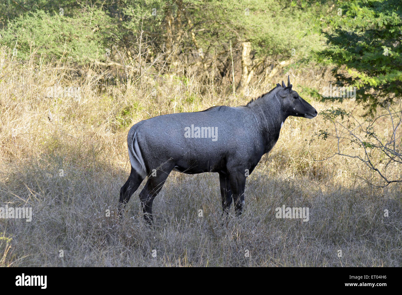 jackale in Gir Wald von Gujarat in Indien Stockfoto