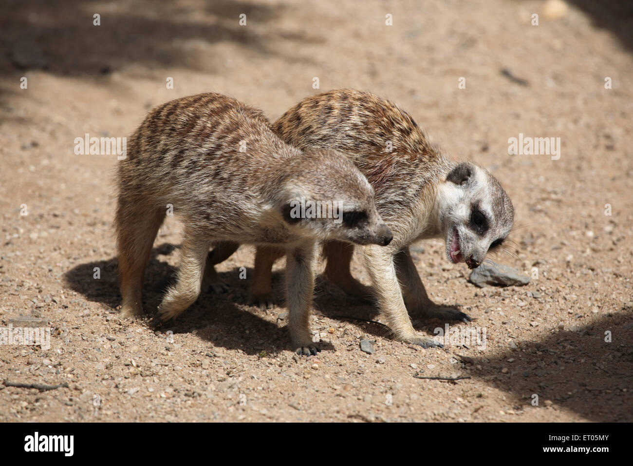 Zwei Erdmännchen (Suricata Suricatta), auch bekannt als Suricate am Zoo Prag. Stockfoto