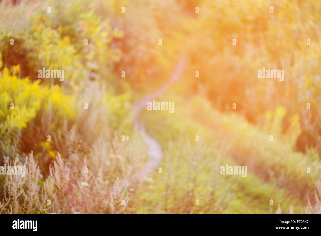 De konzentriert Weg am Sonnenuntergang, natürlichen Bokeh Hintergrund Stockfoto