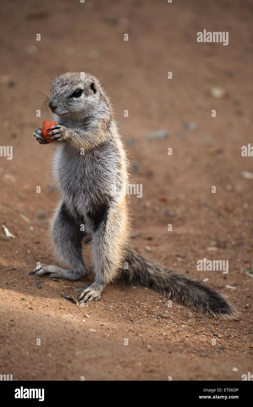 Kap-Borstenhörnchen (Xerus Inauris) am Zoo Prag. Stockfoto