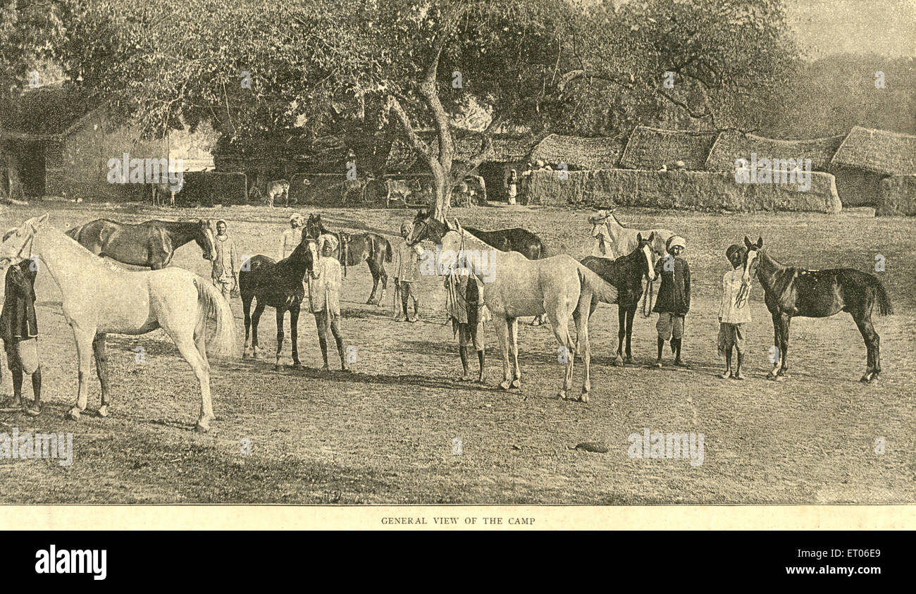 Britische Royalty Camp Pferde, Indien, alten Jahrgang 1800s Stockfoto