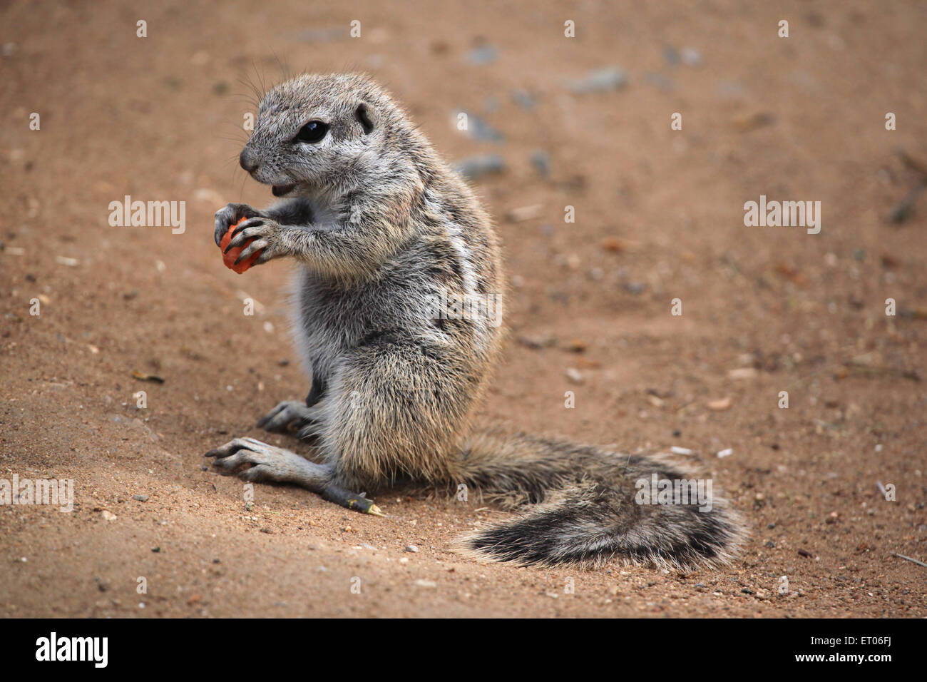 Kap-Borstenhörnchen (Xerus Inauris) am Zoo Prag. Stockfoto