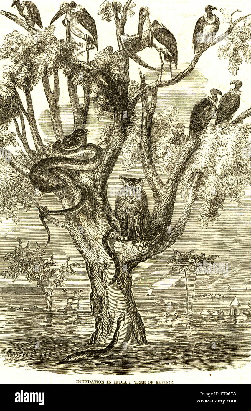 Baum mit Leopardennatter Python Vögel Storch Geier, alten Jahrgang 1800s Stockfoto