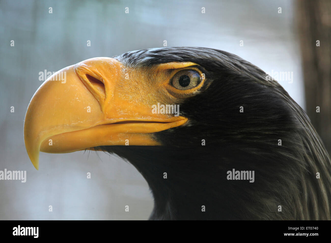 Steller der Seeadler (Haliaeetus Pelagicus) am Zoo Prag. Stockfoto