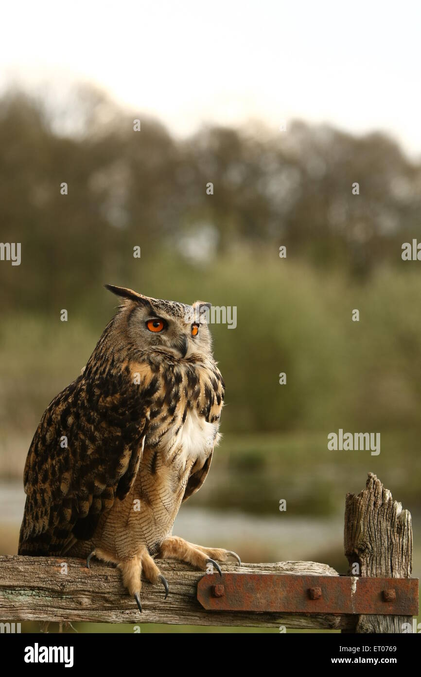 Eurasische Adler-Eule (Bubo Bubo), thront auf Hof, UK. Stockfoto