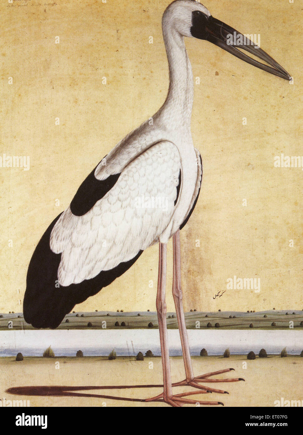 Vögel; Offener Schnabel Storch; Indien 1995 Stockfoto