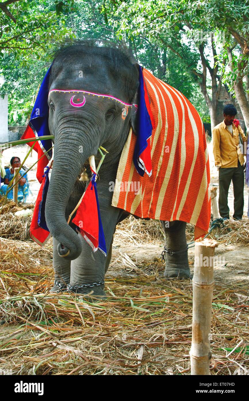 Elefant zum Verkauf dekoriert , Sonepur Messe , Harihar Kshetra Mela , Sonepur ; Bihar ; Indien , Asien Stockfoto