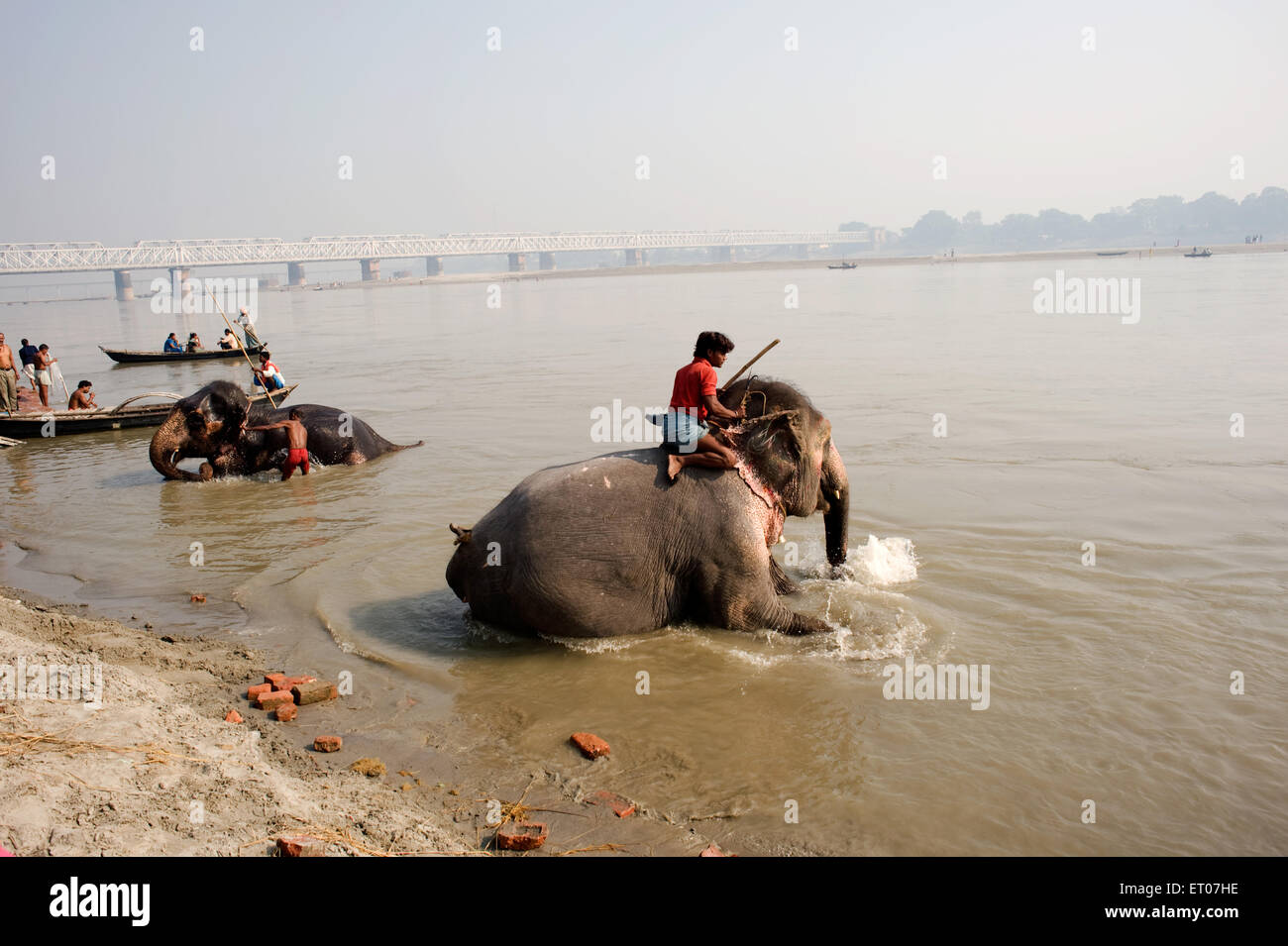 Elefantenbaden, Gandak Fluss; Gandaki Fluss, Narayani Fluss, Sonepur Messe, Harihar Kshetra Mela, Sonepur; Bihar; Indien, asien Stockfoto