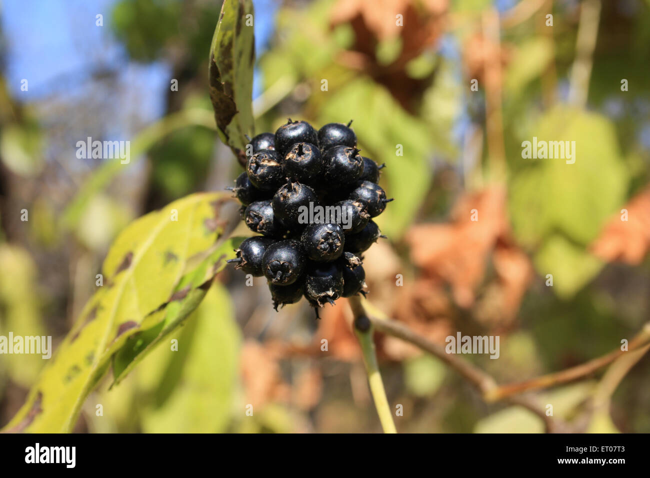 Eleutherococcus senticosus Stockfoto